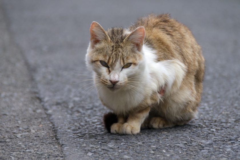 昭島市の猫