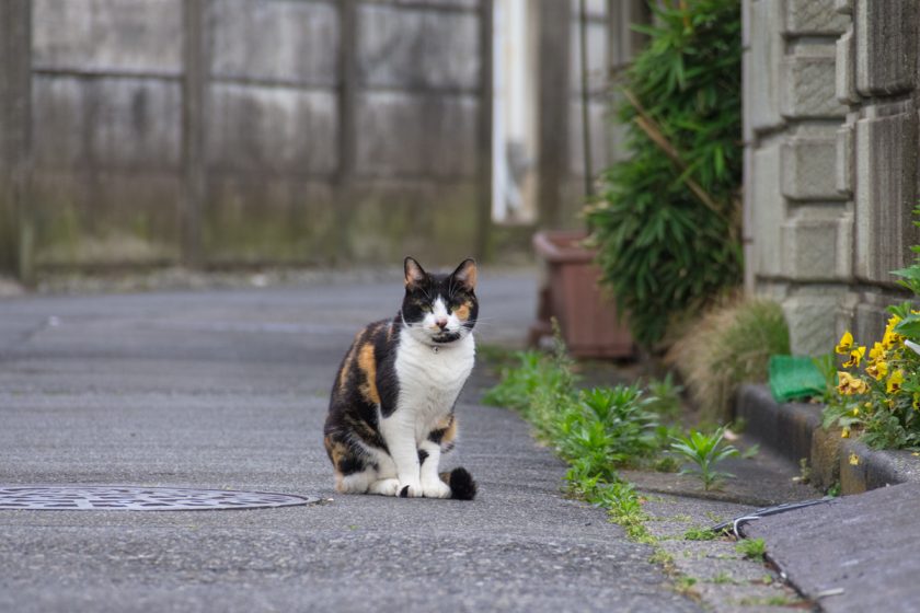 立川市の猫