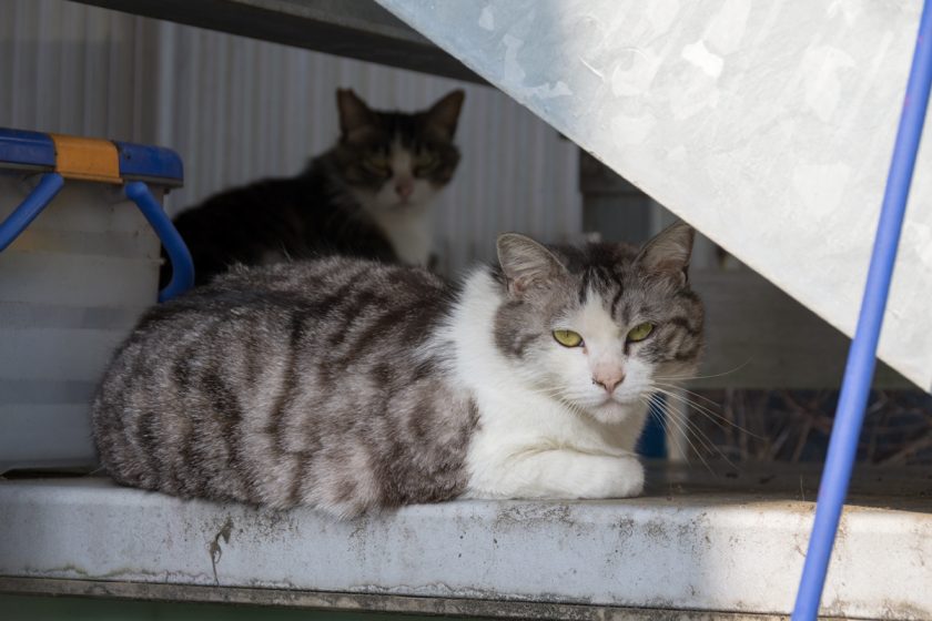 立川市の猫