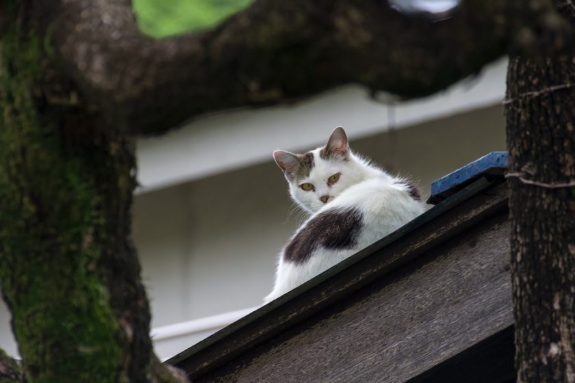 立川市の猫