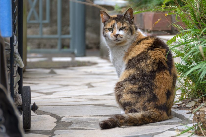 立川市の猫