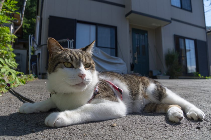 富士河口湖町の猫