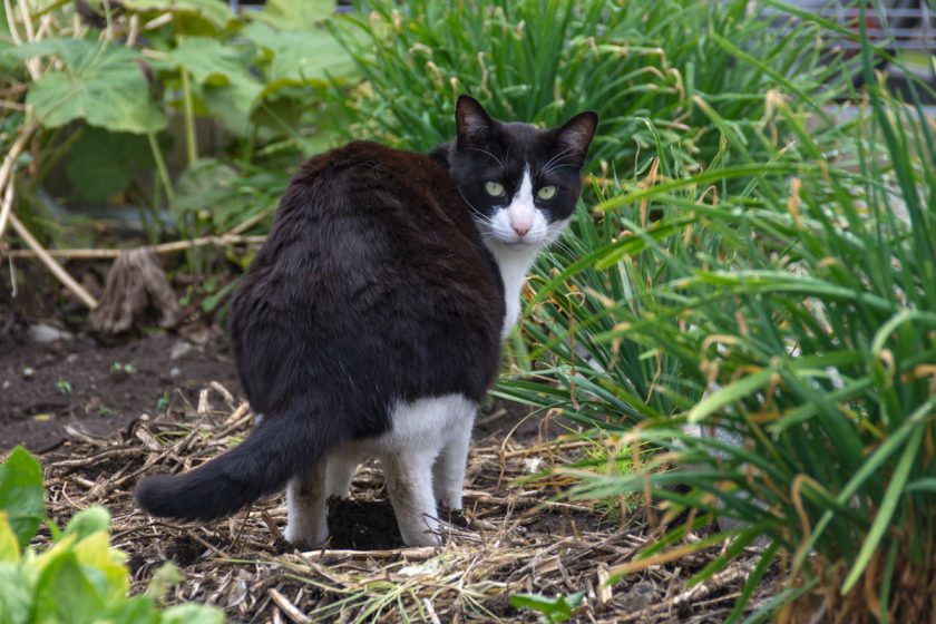 福生市の猫