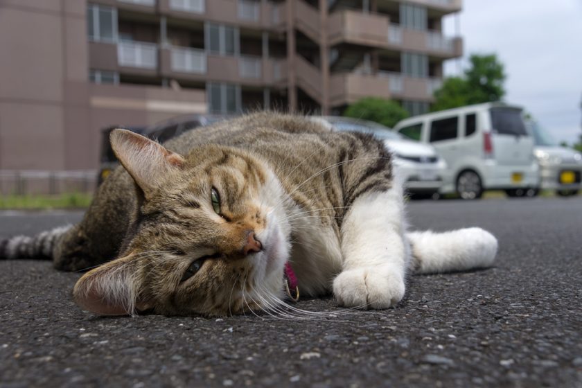 昭島市の猫