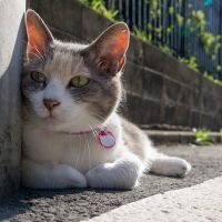 青梅市の猫