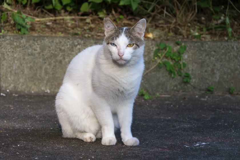 立川市の猫