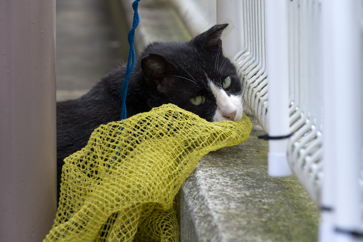 路傍の猫 | 一日一猫