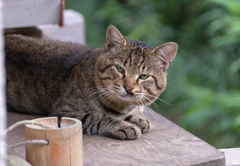 福生市の猫