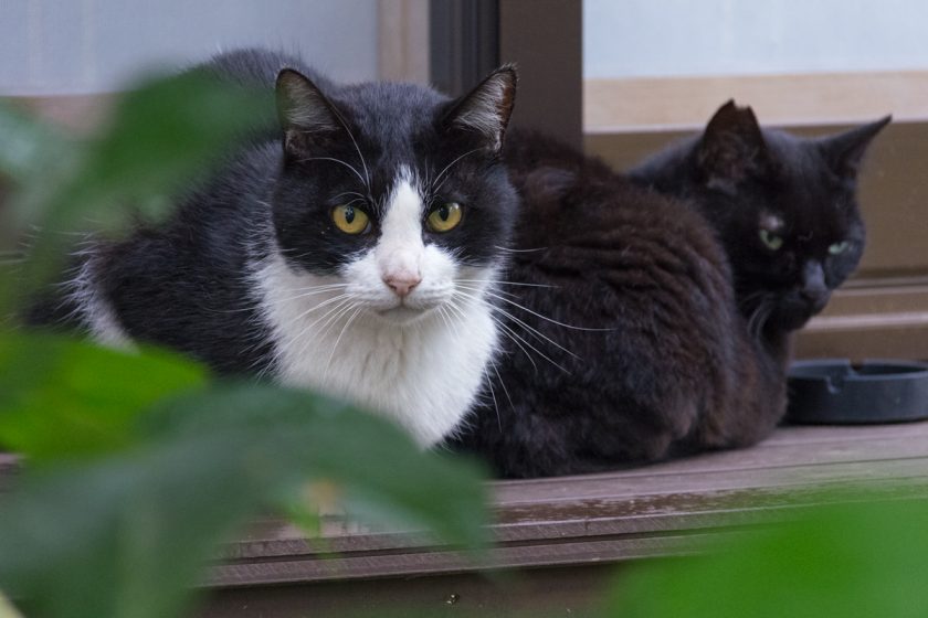 福生市の猫