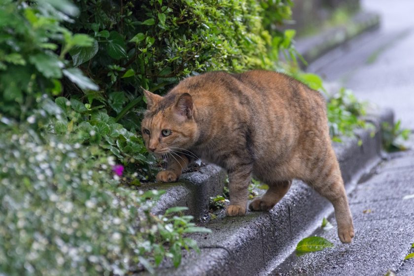 福生市の猫