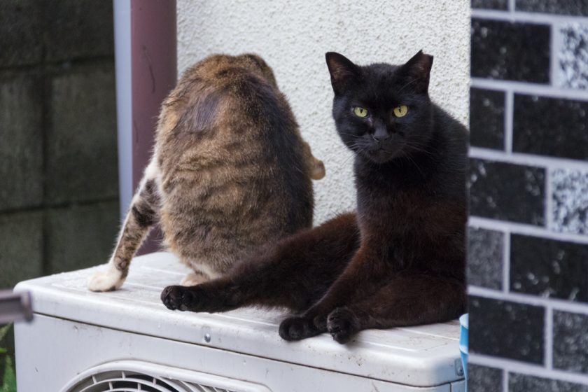 昭島市の猫