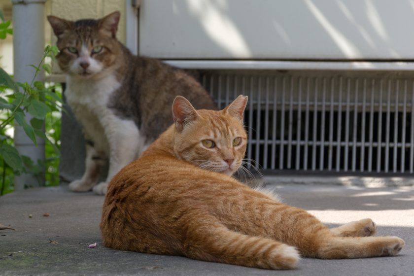 羽村市の猫