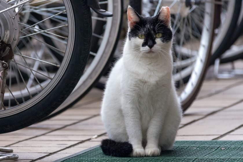 昭島市の猫