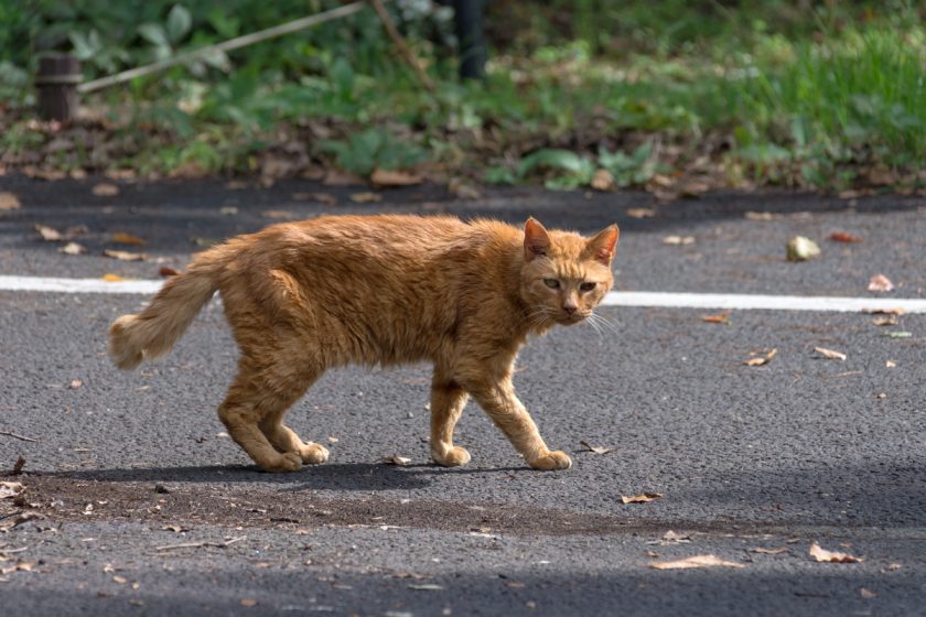 立川市の猫