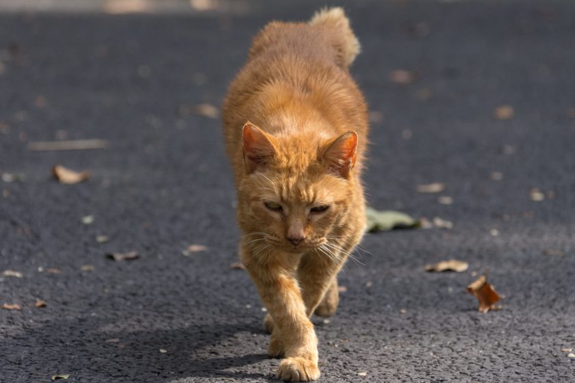 立川市の猫