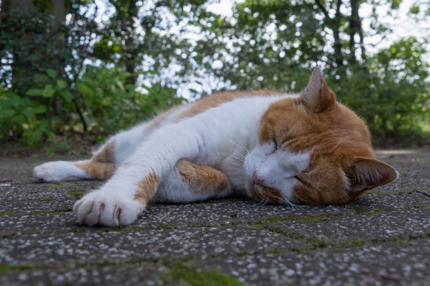 昭島市の猫