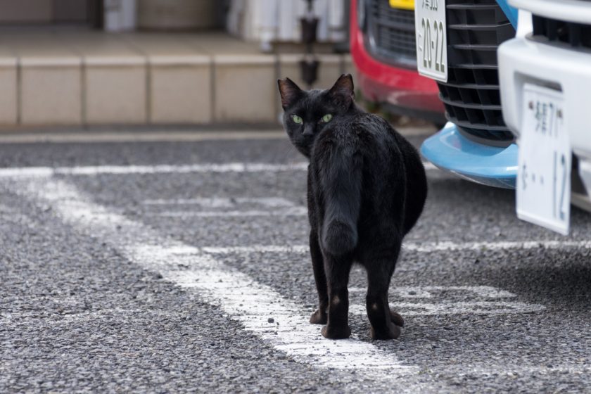 立川市の猫