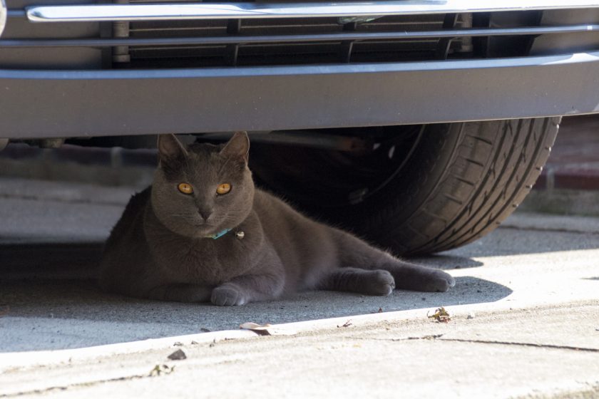 昭島市の猫