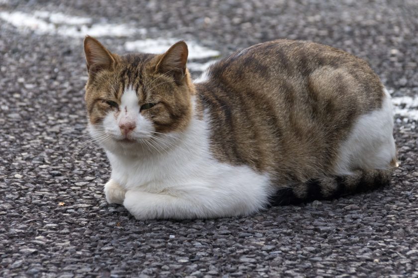 八王子市の猫