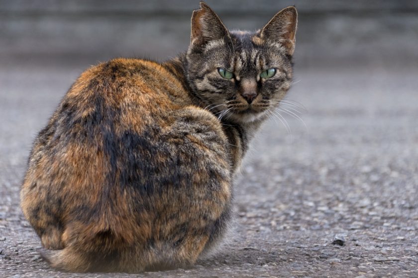 八王子市の猫