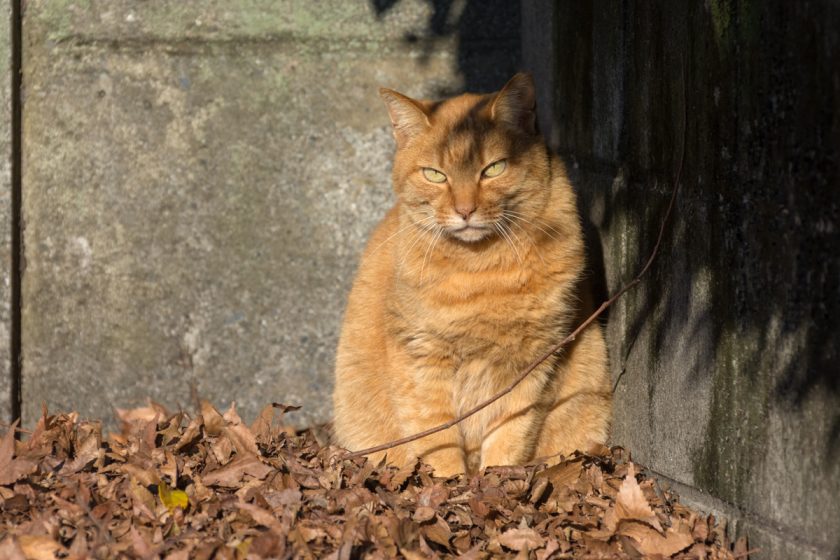 立川市の猫