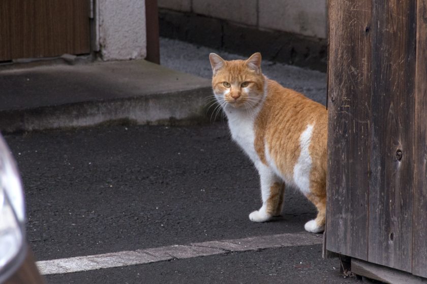 坂戸市の猫