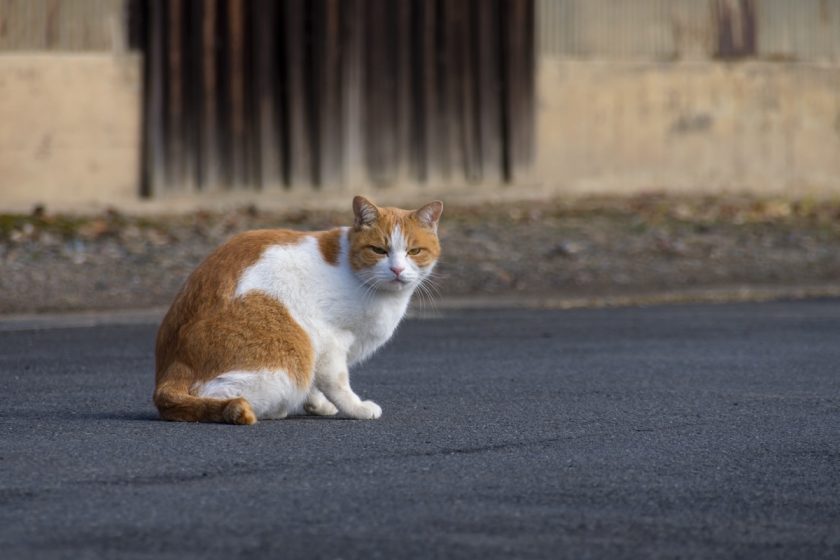 坂戸市の猫