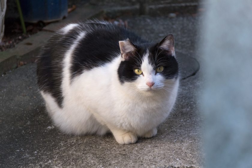 稲城市の猫