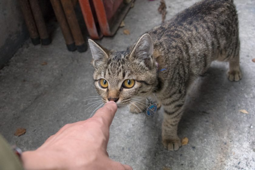 關山鎮の猫