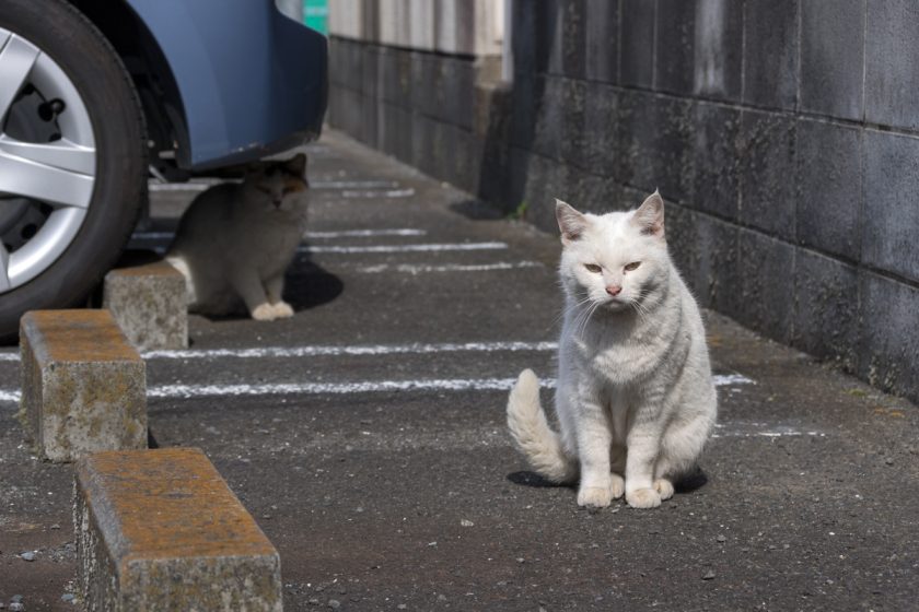 川崎市の猫