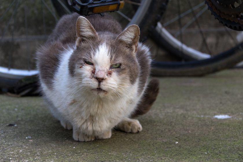 川崎市の猫