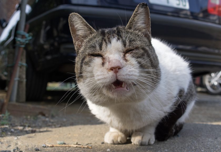 川崎市の猫