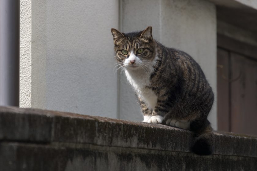 新宿区の猫