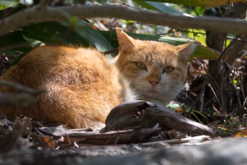 日野市の猫