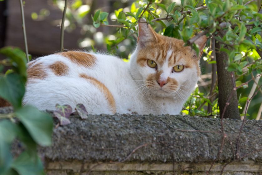 日野市の猫