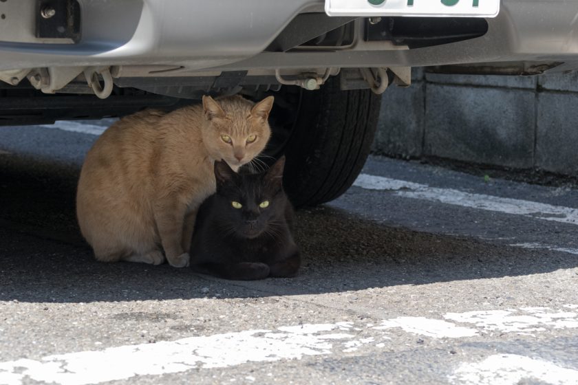 八王子市の猫