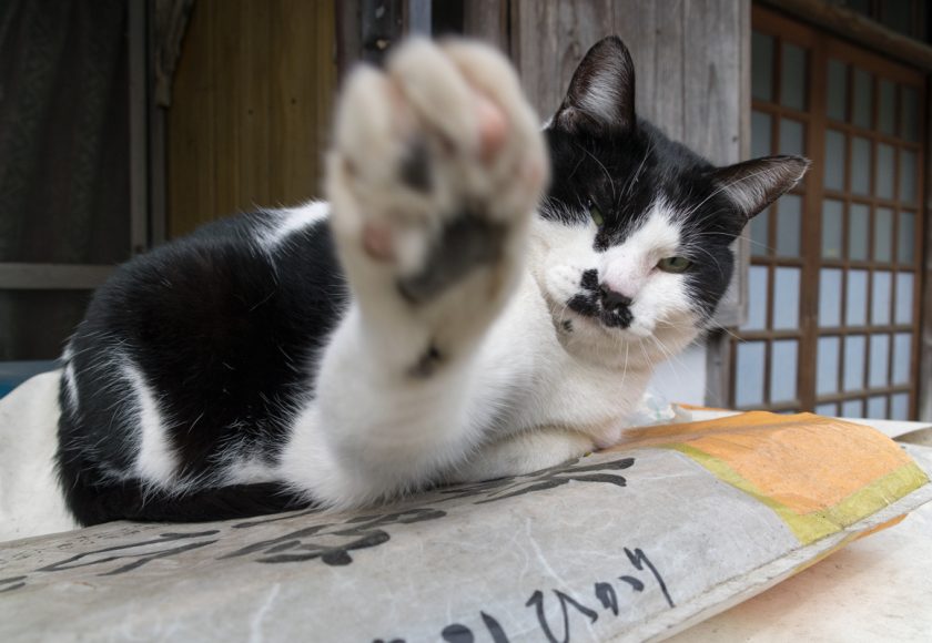 奥多摩町の猫