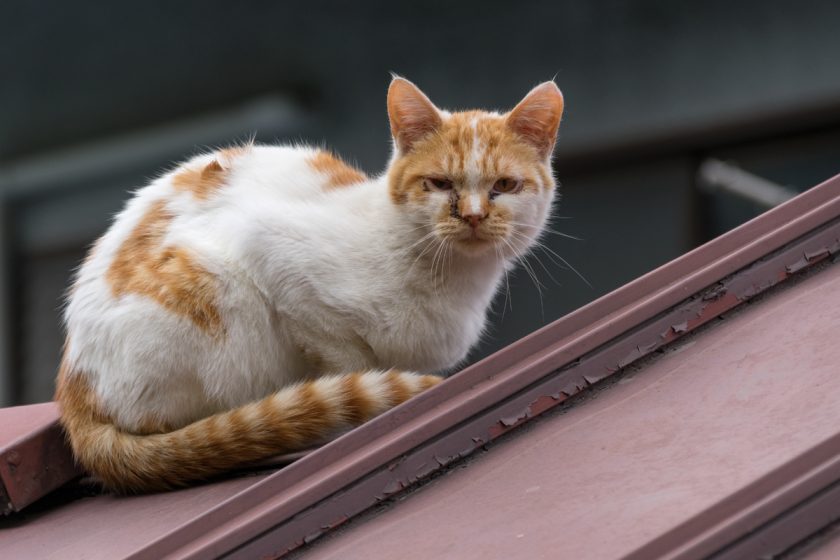 奥多摩町の猫