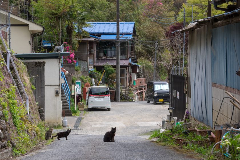 奥多摩町の猫