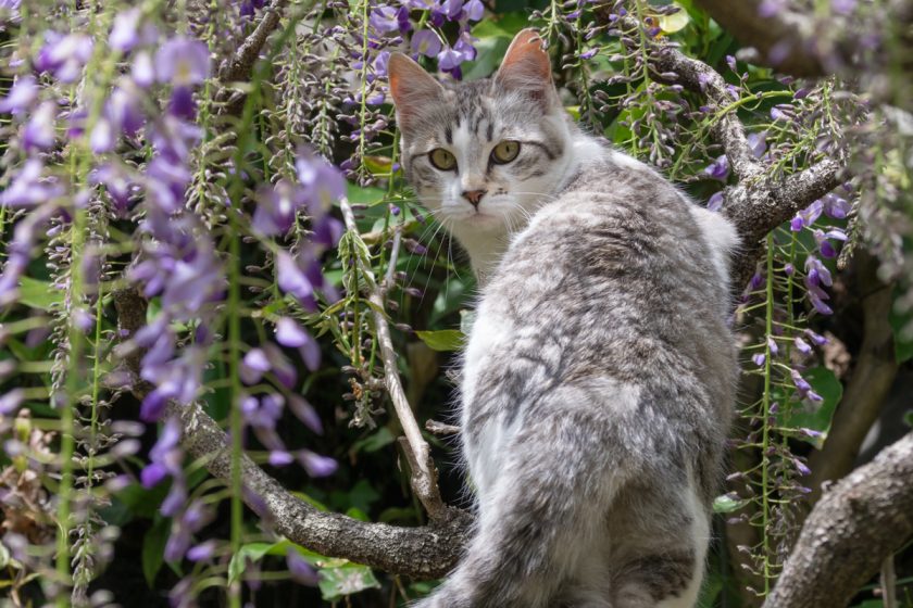 青梅市の猫