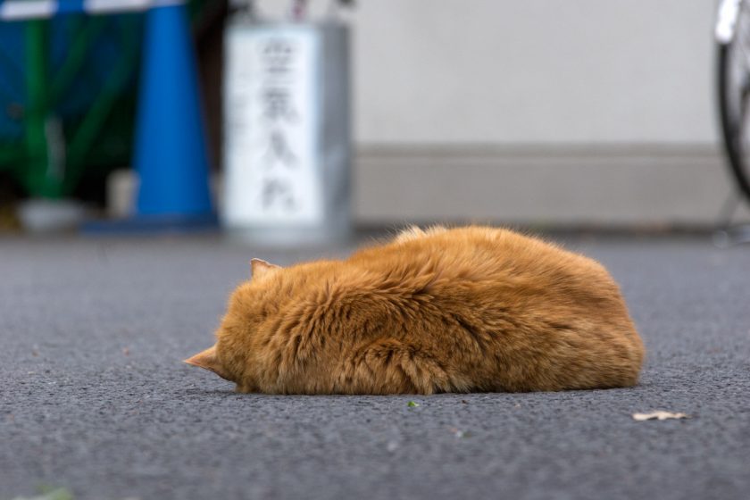 立川市の猫