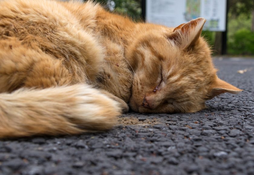 立川市の猫