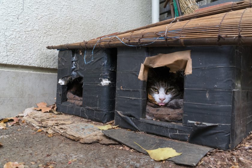 立川市の猫