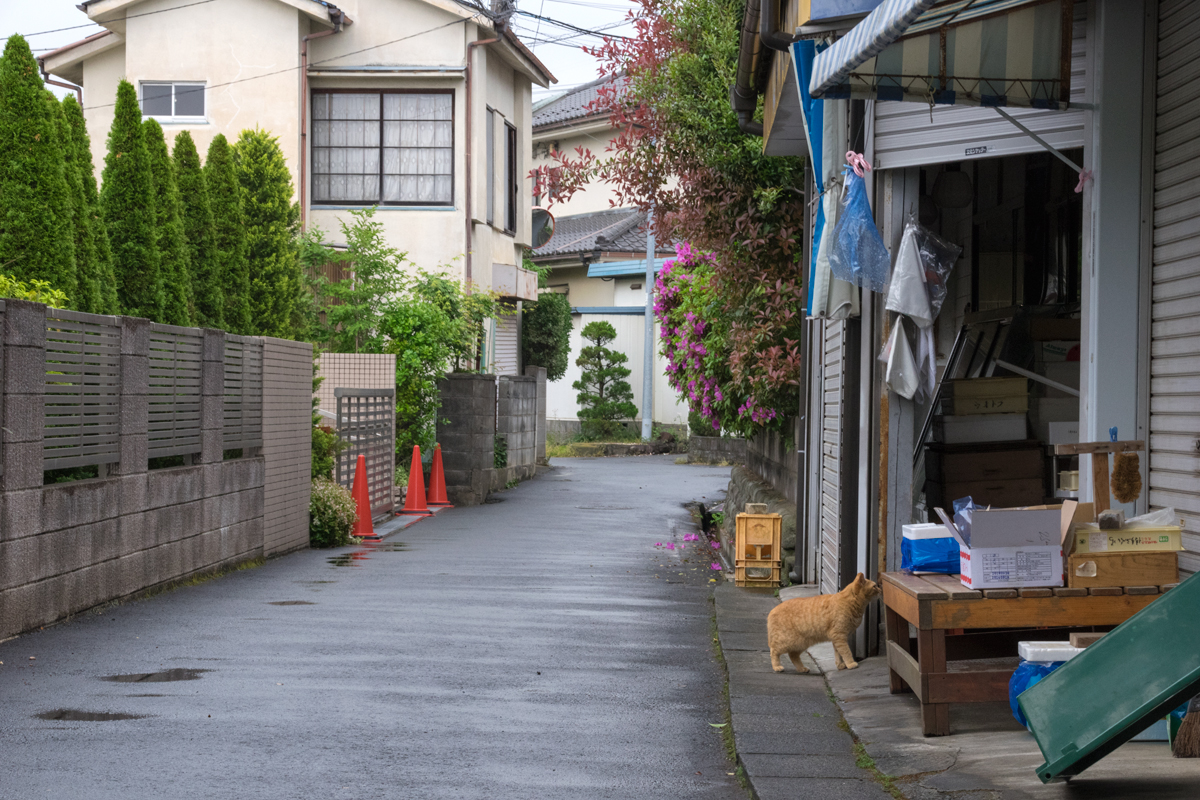 お魚ください 一日一猫