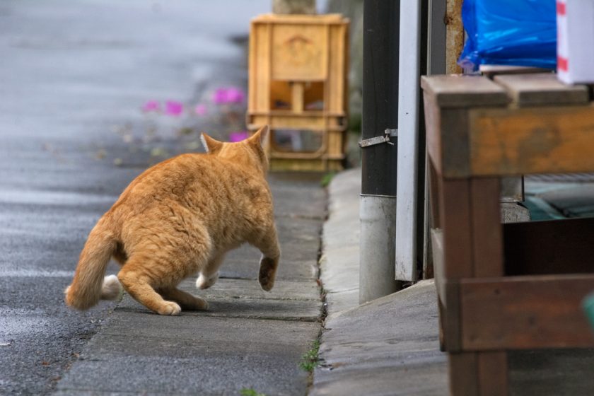 日野市の猫