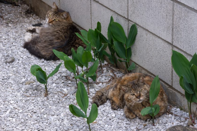 国立市の猫