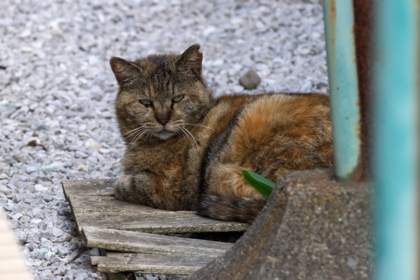 国立市の猫