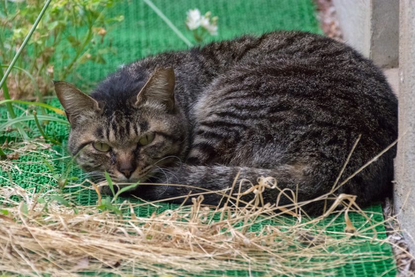 川崎市の猫