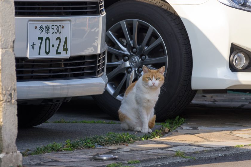 町田市の猫