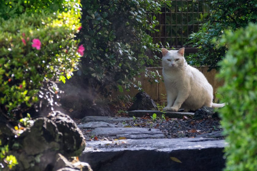 八王子市の猫